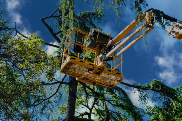 Why Choose Our Tree Removal Services in Canadian Lakes, MI?